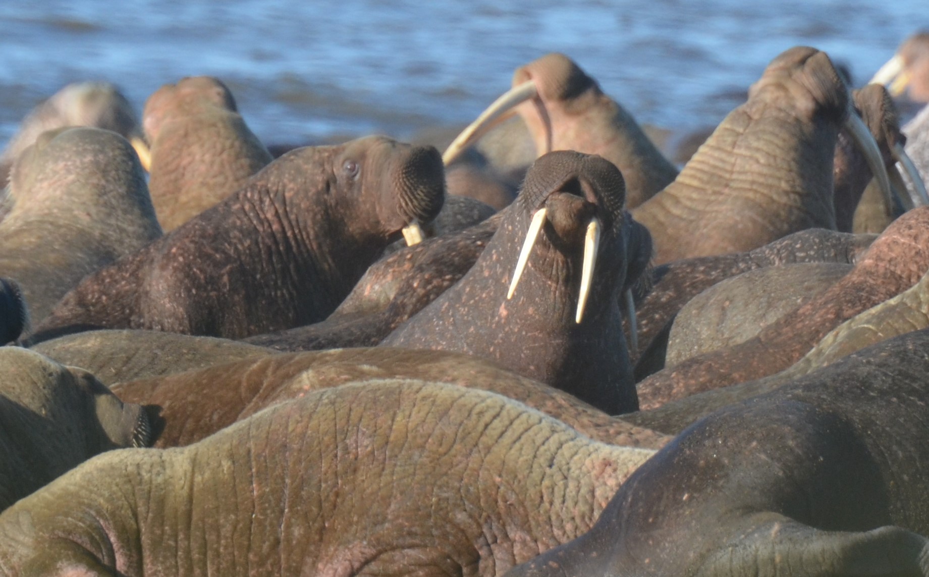 Pacific walruses resting together on the eastern Chukchi Sea coast in Alaska in 2019.