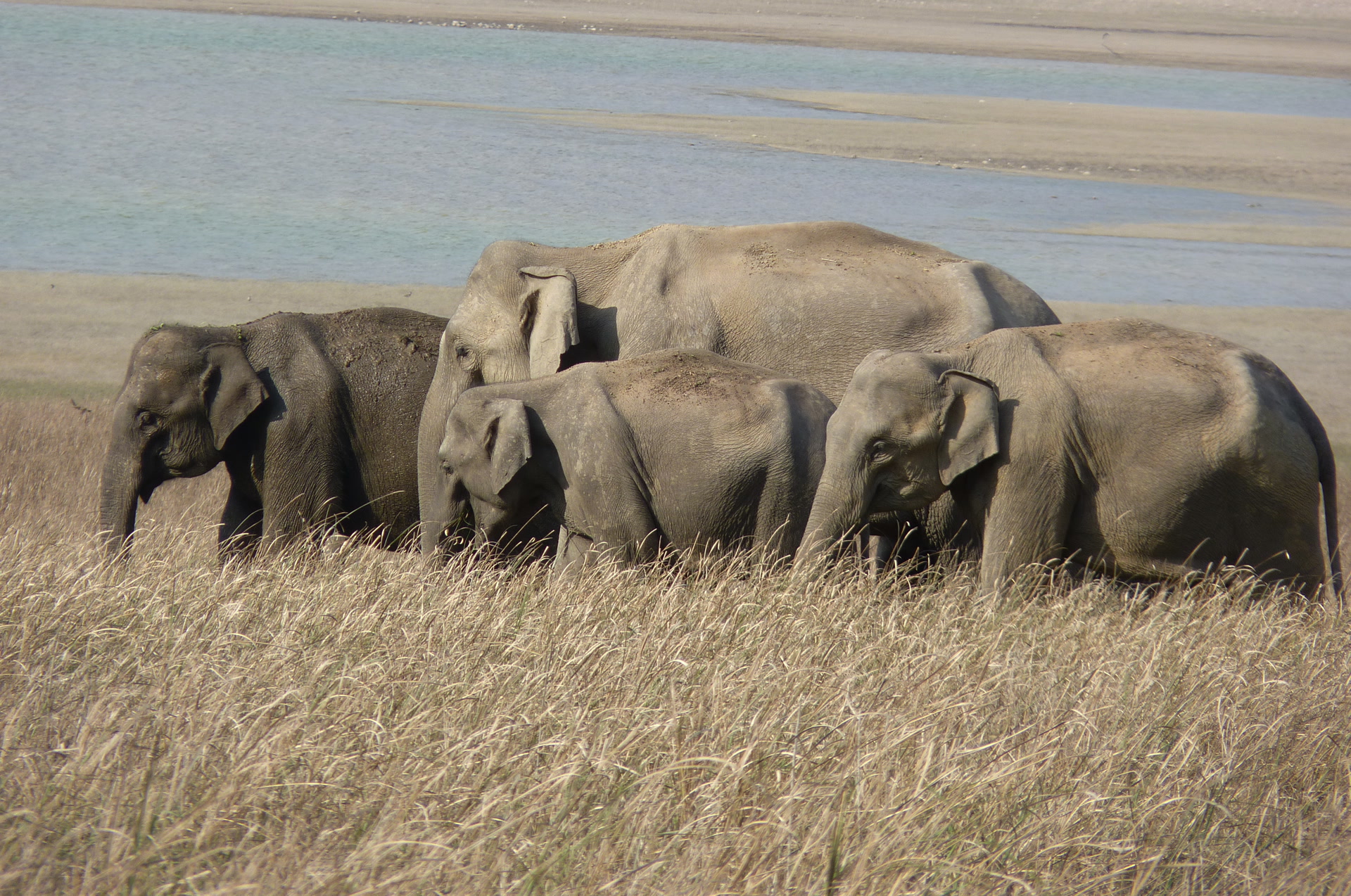 Asian elephant females and young in Corbett National Park, Uttarakhand, India, photographed in March 2011.