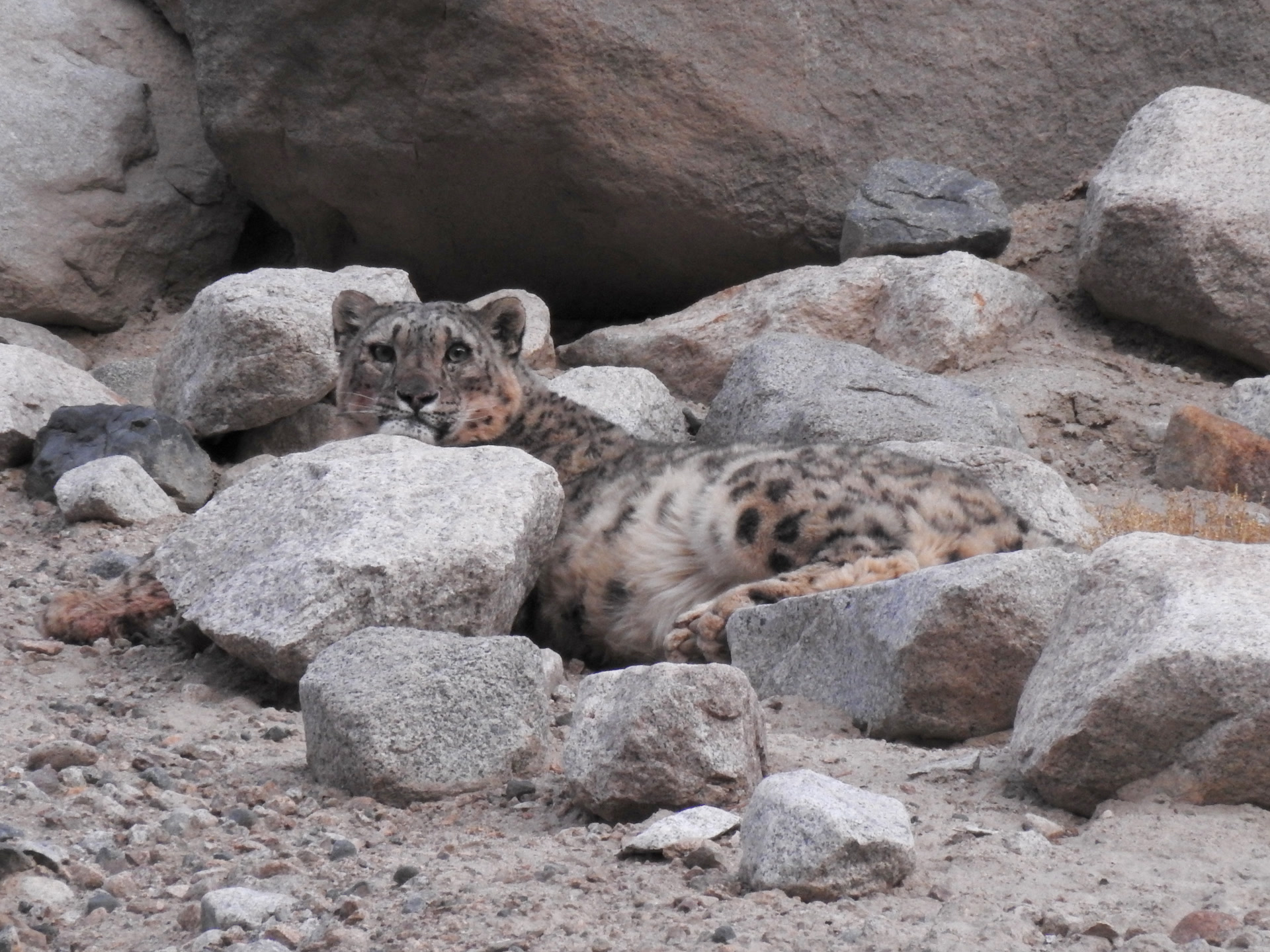 A wild female snow leopard resting on a rocky slope in Ladakh, India, photographed in February 2018.