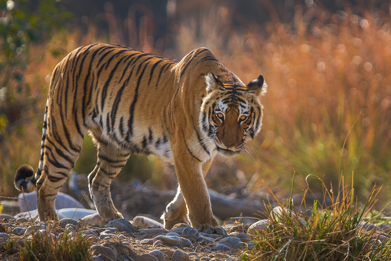 A wild Bengal tiger in the Bijrani zone of Corbett Tiger Reserve, Uttarakhand, India, in February 2016.