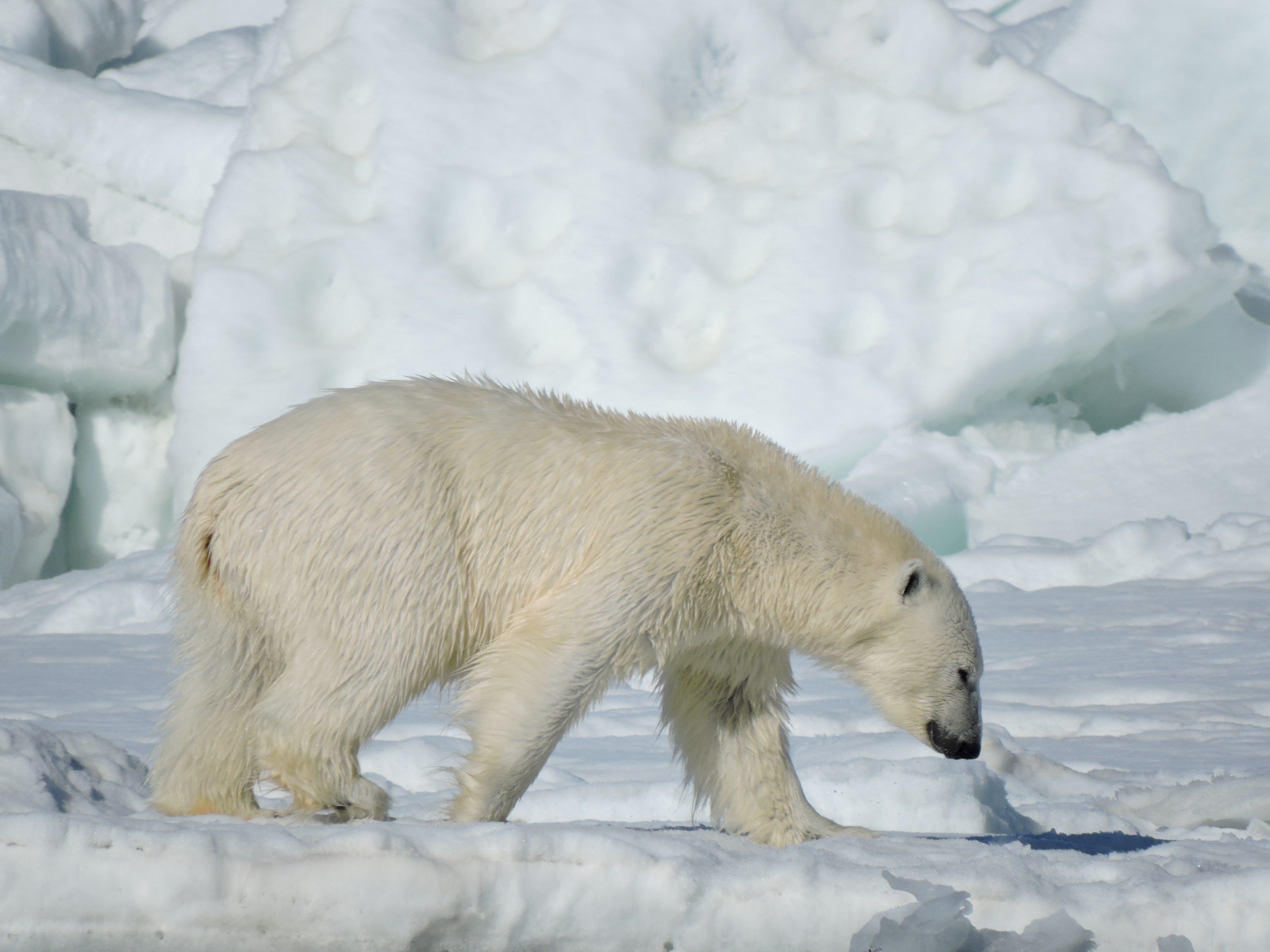 A polar bear walking across broken Arctic sea ice, photographed by the US Fish and Wildlife Service.