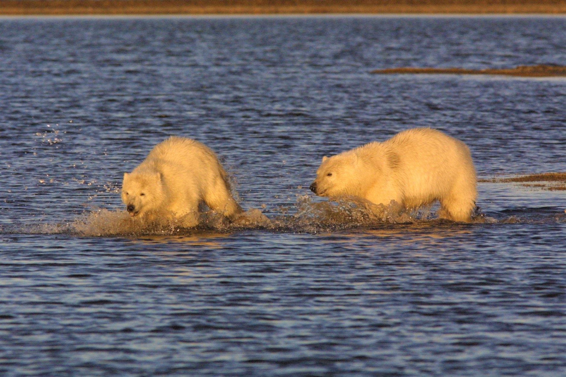 Two polar bear cubs splash through open water in an Arctic wildlife photograph.